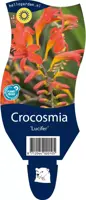 Crocosmia lucifer (Montbretia) - afbeelding 1