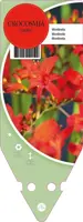 Crocosmia Lucifer (Montbretia) - afbeelding 1