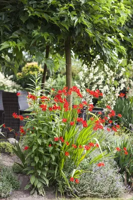 Crocosmia Lucifer (Montbretia) - afbeelding 3