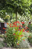 Crocosmia Lucifer (Montbretia) - afbeelding 3