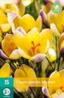 Crocus advance 15 krokusbollen - afbeelding 1