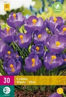 Crocus blauw 30 krokusbollen - afbeelding 2