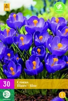 Crocus blauw 30 krokusbollen - afbeelding 1