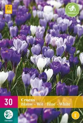 Crocus blauw/wit 30 krokusbollen - afbeelding 2