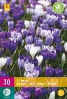 Crocus blauw/wit 30 krokusbollen - afbeelding 2