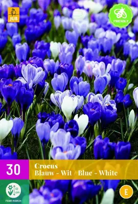 Crocus blauw/wit 30 krokusbollen - afbeelding 1