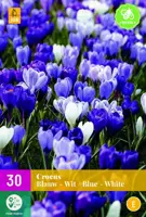 Crocus blauw/wit 30 krokusbollen - afbeelding 1