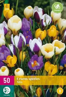 Crocus Botanisch mix 50 krokusbollen - afbeelding 1