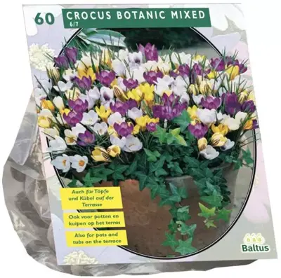 Crocus botanisch mix 60 stuks - afbeelding 1