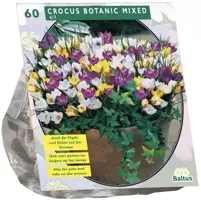 Crocus botanisch mix 60 stuks kopen?