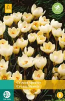 Crocus Cream Beauty 15 krokusbollen - afbeelding 1