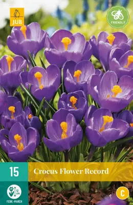 Crocus Flower Record 10 krokusbollen - afbeelding 1