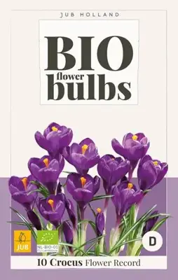 Crocus flower record bio 10st biologisch geteeld - afbeelding 1