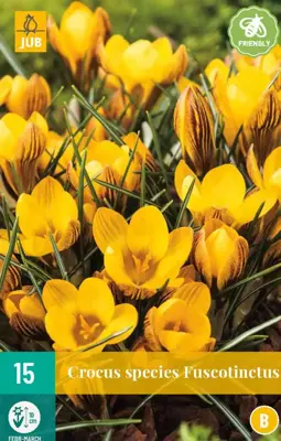 Crocus Fuscotinctus 15 krokusbollen - afbeelding 1
