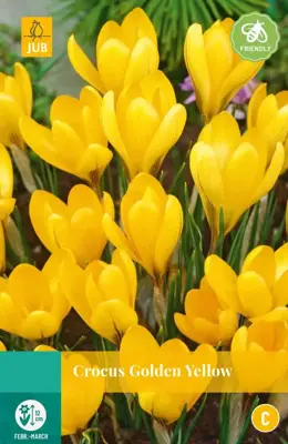 Crocus Golden Yellow 10 krokusbollen - afbeelding 1