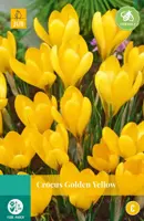 Crocus Golden Yellow 10 krokusbollen - afbeelding 1