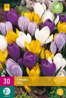 Crocus Grootbloemig mix 30 krokusbollen - afbeelding 1