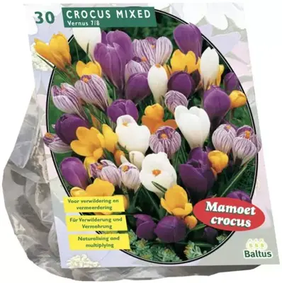 Crocus grootbloemig mix 30 stuks - afbeelding 1