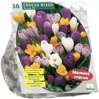 Crocus grootbloemig mix 30 stuks kopen?