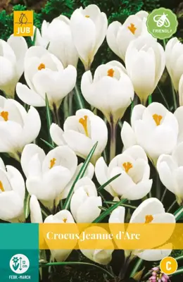 Crocus Jeanne d'Arc 10 krokusbollen - afbeelding 1