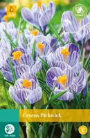 Crocus Pickwick 10 krokusbollen - afbeelding 1