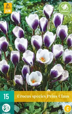 Crocus Prins Claus 15 krokusbollen - afbeelding 1