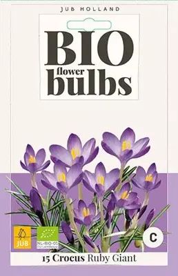 Crocus Ruby Giant 15 stuks biologisch geteeld - afbeelding 1
