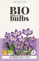 Crocus Ruby Giant 15 stuks biologisch geteeld - afbeelding 1