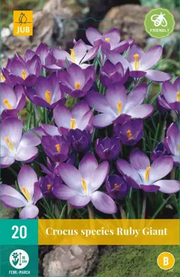 Crocus Ruby Giant 20 krokusbollen - afbeelding 1