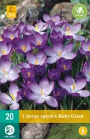 Crocus Ruby Giant 20 krokusbollen - afbeelding 1