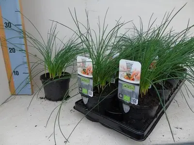 Crocus sativus (saffraan) 15cm - afbeelding 1