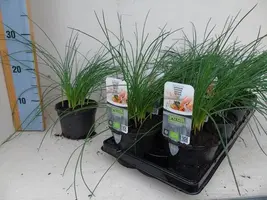Crocus sativus (saffraan) 15cm - afbeelding 1