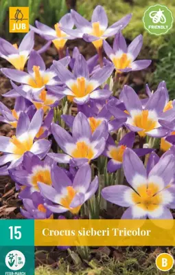 Crocus sieberi Tricolor 15 krokusbollen - afbeelding 1