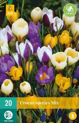 Crocus species mix 20 krokusbollen - afbeelding 1