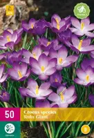 Crocus species Ruby Giant 50 krokusbollen - afbeelding 1