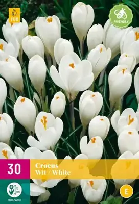 Crocus wit 30 krokusbollen - afbeelding 2