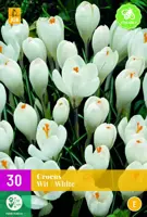 Crocus wit 30 krokusbollen - afbeelding 1