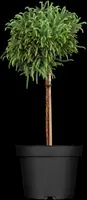 Cryptomeria japonica 'Globosa Nana' (Japanse ceder 'Globosa Nana') - afbeelding 4