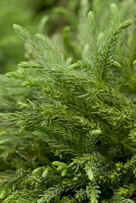 Cryptomeria japonica 'Globosa Nana' (Japanse ceder 'Globosa Nana') - afbeelding 5