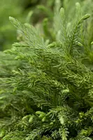 Cryptomeria japonica 'Globosa Nana' (Japanse ceder 'Globosa Nana') - afbeelding 5