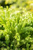 Cryptomeria japonica 'Globosa Nana' (Japanse ceder 'Globosa Nana') - afbeelding 12