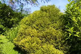 Cryptomeria japonica 'Globosa Nana' (Japanse ceder 'Globosa Nana') - afbeelding 3