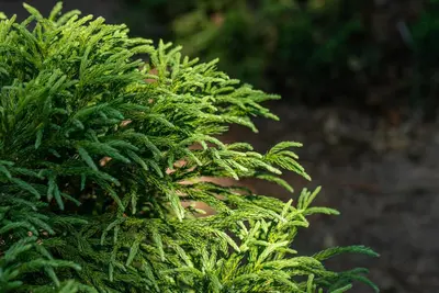 Cryptomeria japonica 'Globosa Nana' (Japanse ceder 'Globosa Nana') - afbeelding 7