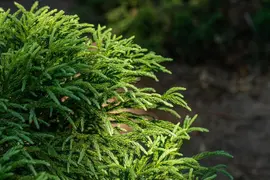 Cryptomeria japonica 'Globosa Nana' (Japanse ceder 'Globosa Nana') - afbeelding 7