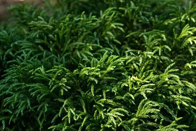 Cryptomeria japonica 'Globosa Nana' (Japanse ceder 'Globosa Nana') - afbeelding 8
