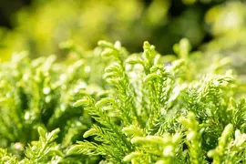 Cryptomeria japonica 'Globosa Nana' (Japanse ceder 'Globosa Nana') - afbeelding 10