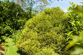 Cryptomeria japonica 'Globosa Nana' (Japanse ceder 'Globosa Nana') - afbeelding 2