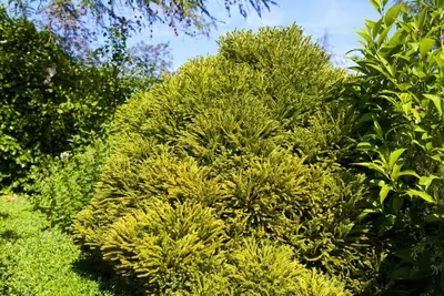 Cryptomeria japonica 'Globosa Nana' (Japanse ceder 'Globosa Nana') - afbeelding 3