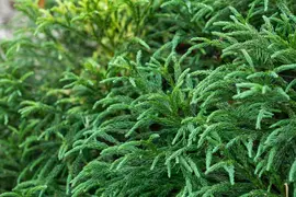 Cryptomeria japonica 'Globosa Nana' (Japanse ceder 'Globosa Nana') - afbeelding 6