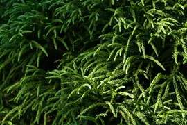 Cryptomeria japonica 'Globosa Nana' (Japanse ceder 'Globosa Nana') - afbeelding 9